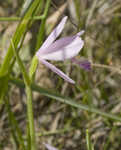 Rose pogonia <BR>Snakemouth orchid